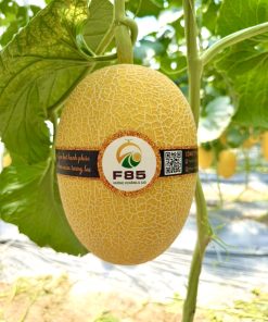 Dưa Lưới Vàng F85 GOLD    